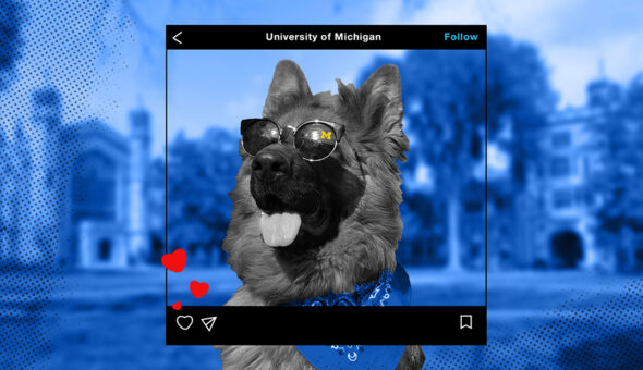 A dog picture for a unique higher ed Instagram social media post.